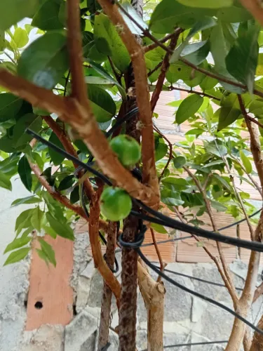 Jabuticaba ibrida 130 reais