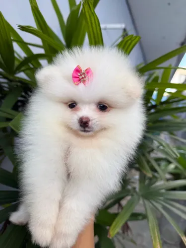 Exclusividade em Forma de Ursinho ? Lulu da Pomerânia Anão