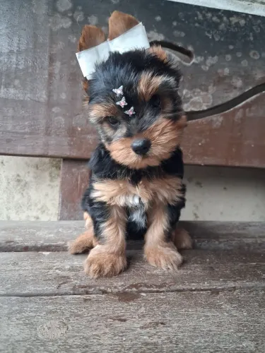 Yorkshire Terrier fêmea