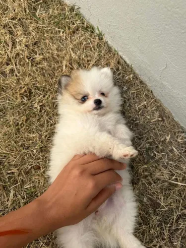 Lulu da Pomerânia anão adorável