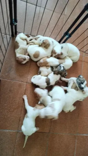 Filhotes de cachorro Pitbull (Mãe pura, pai não puro)