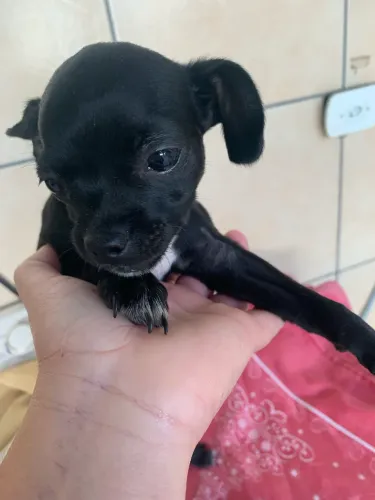 Vendo filhote de pintcher três mês bem pequenininha