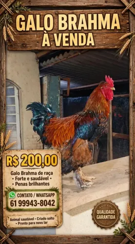 Galo brahma