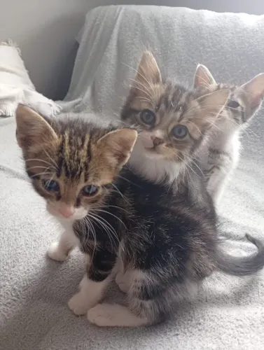 Gatinhos para adoção 