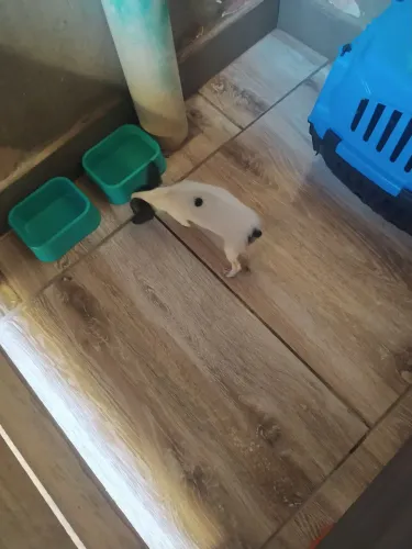 Pincher zero fêmea