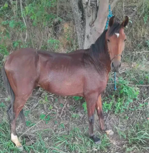 Vendo cavalo castanho - Marcha batida!!