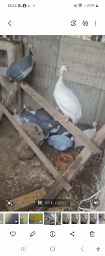 Aves para axé