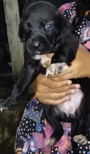 Doação de 2 fêmeas