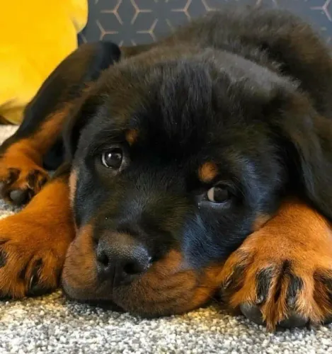 Rottweiler charmoso 