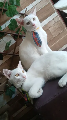 Doação de Gatinhos ?