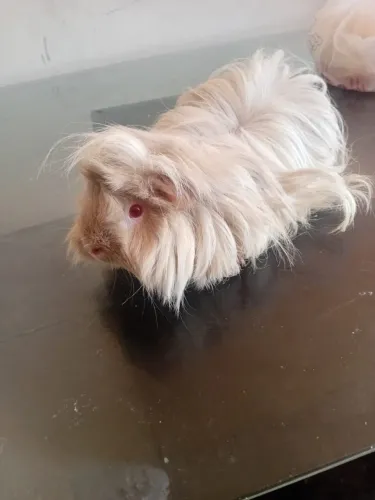 Porquinho da índia