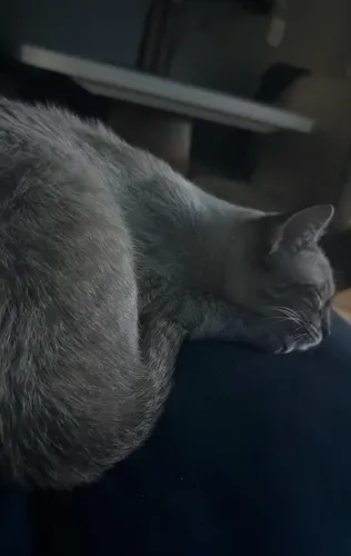 Doação Gata