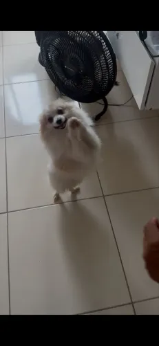Cachorro lulu da pomerania