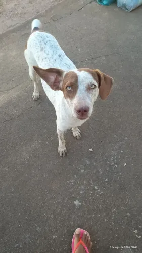 Doa- se cachorrinha