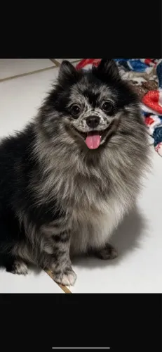 Spitz alemão anão Merle disponível para cobertura ( cruza)