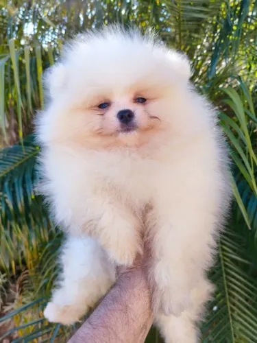 Filhote de Spitz alemão 