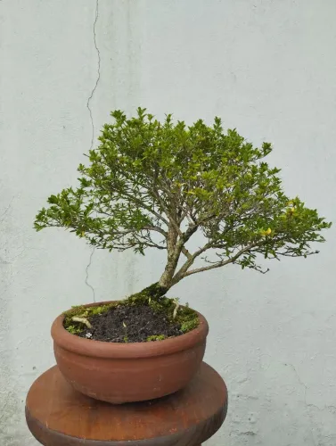 Bonsai Serissa 7 anos