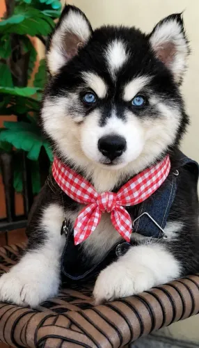 Husky Siberiano 