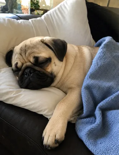 Pug machinho mini