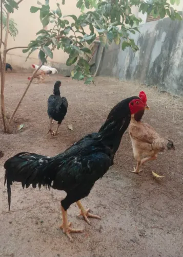 Vendo Galo Moura