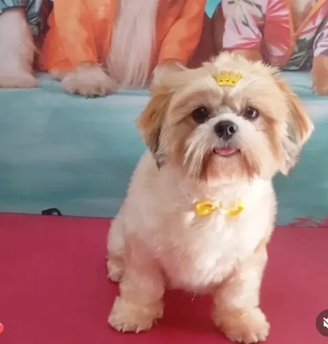 Shih Tzu