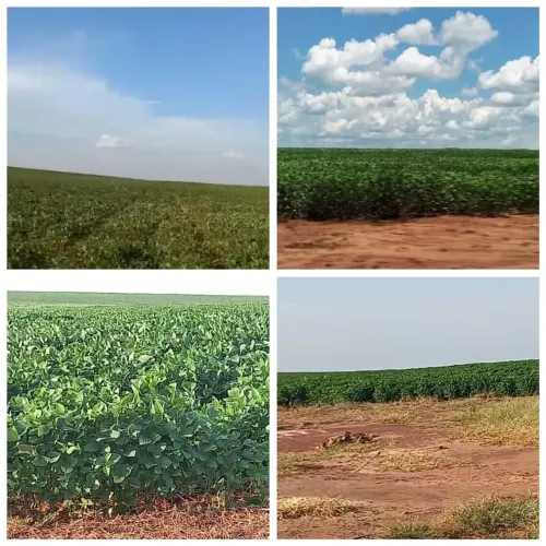 FAZENDA A VENDA com 170 HA