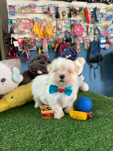 Maltês macho disponível