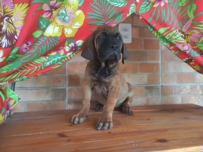 FILA BRASILEIRO FÊMEA - PROTEÇÃO, PRESENÇA E CONFIANÇA