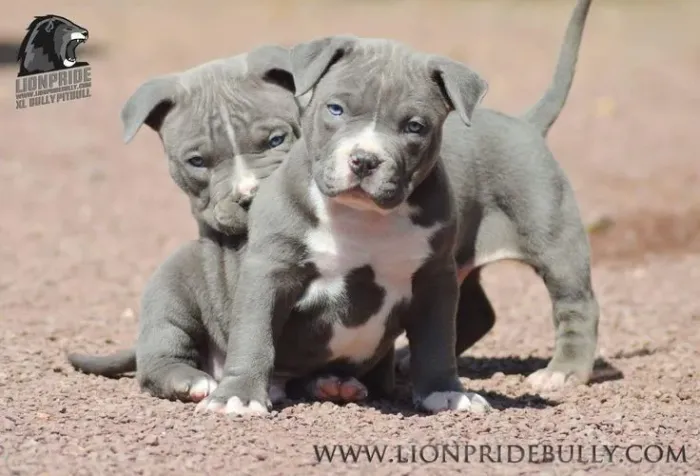 Filhotes Pitbull blue