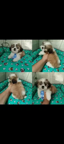  Puro Amor e Carinhoso: ShihTzu, a partir de 45 dias