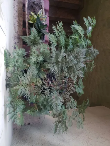 Samambaia renda portuguesa 
