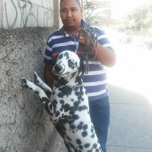 Adestramento De cães 