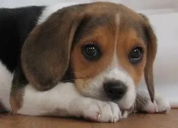 Beagle Companheiro para Toda Família
