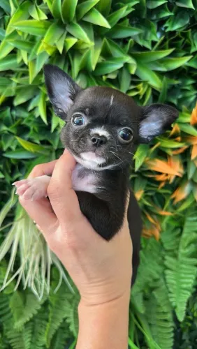Lindo macho de Chihuahua com uma perfeita cabeça!