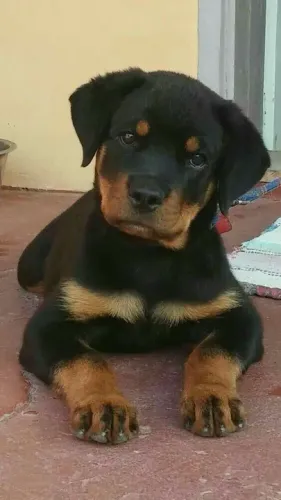 Filhote Rottweiler peitoral fortíssimo 