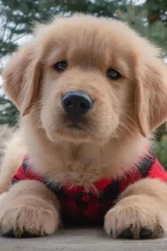 Filhote Golden Retriever com roupas de passeio