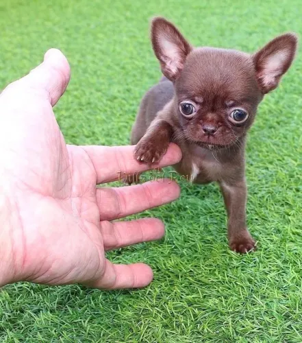 Filhote de Chihuahua - Mini fofura para alegrar sua vida!