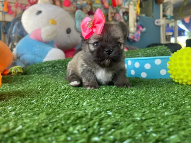 Spitz alemão fêmea anã filhote fofinha 