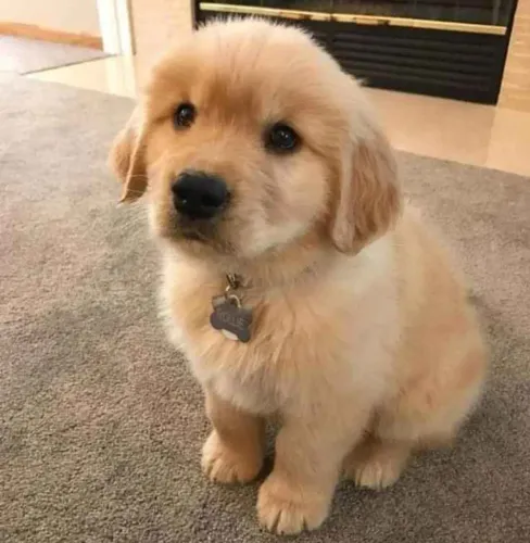 Filhote Golden Retriever, Fofura Máxima! Escolha Seu Novo Melhor Amigo!