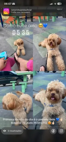 Raça poodle 7 meses muito carinhoso brincalhão ele uma ótima companhia . Todas vacina ? ?