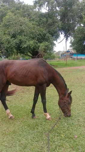 Cavalo inteiro de Lida