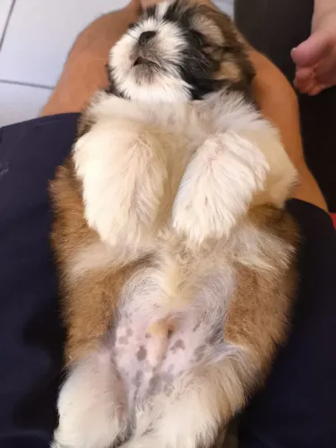 Shihtzus