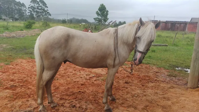 Baio Ruano marchador