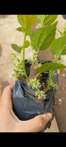 Mudas de AMORA já frutificando