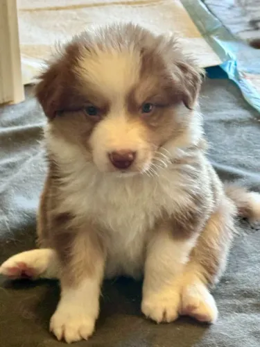 Filhotes de Border Collie | Um amigo que nunca te abandona