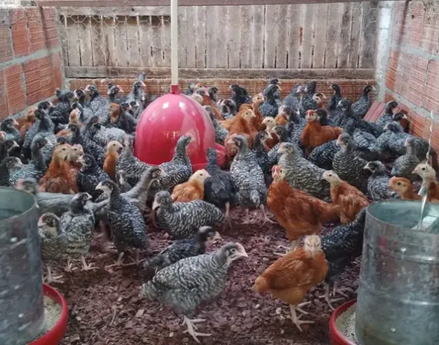 Pintinhos, Franguinhas de Galinhas Poedeiras, Linhagem de Postura