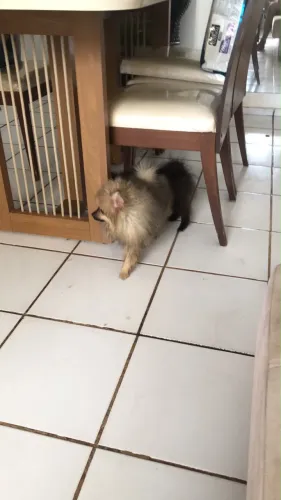Filhote de Lulu