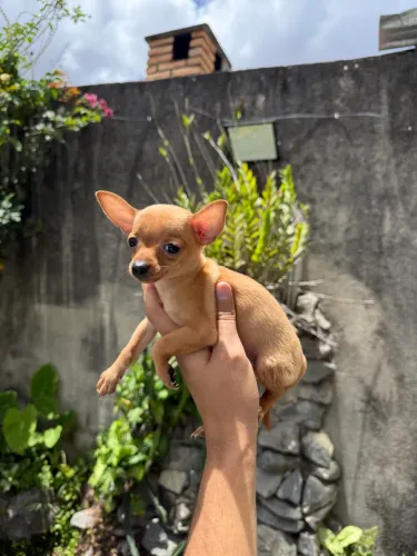 Pinscher fêmea pequeno porte