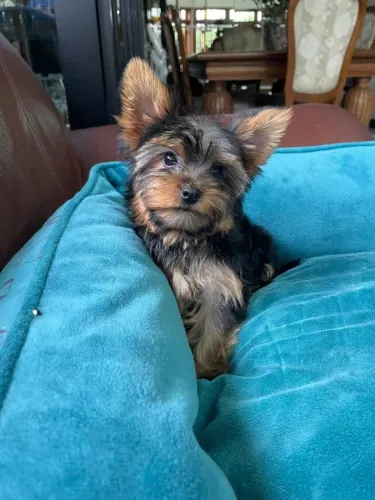 yorkshire fofo