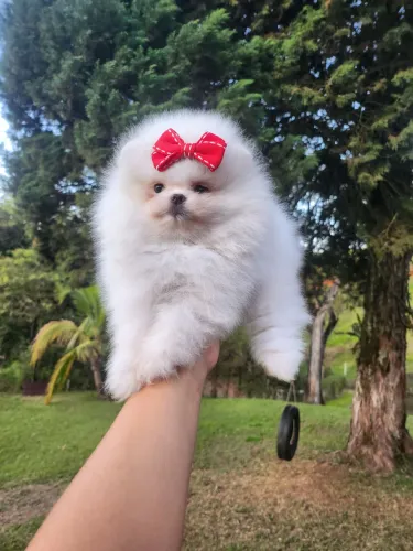 SPITZ ALEMÃO ANÃO URSINHO!!!